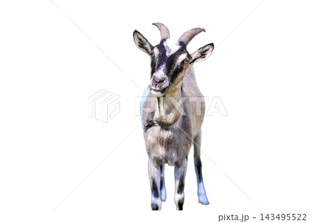 Isolated spotted goat with horns looking at the camera against a white background. Full-body portrait and livestock concept 143495522