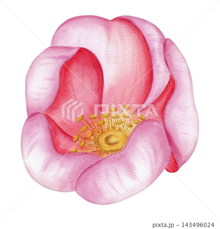 Watercolor hand drawn pink wild rose flower blooming, isolated on a white background. Ideal for product logos, posters, packaging, and textiles 143496024