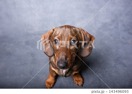 Little brown spotted dachshund sitting on big chair isolated on grey background Little brown spotted dachshund sitting on big chair isolated on grey background 143496093