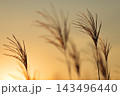 夕日に照らされるススキ 143496440