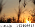 夕日に照らされるススキ 143496618