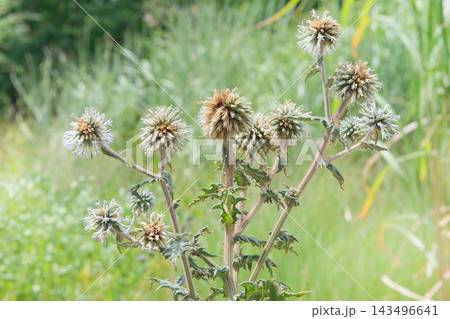 Asteraceae family. Dried flower grows in autumn. Echinops sphaerocephalus grows in arid and rocky places. Picturesque thorn in sunny day. 143496641