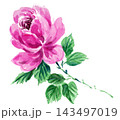 水彩で描いたピンクの薔薇26109pix7 143497019