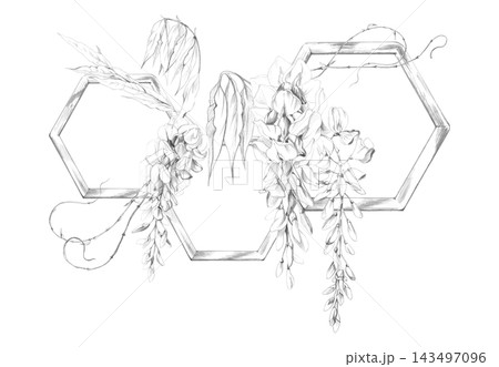 Wisteria, laburnum, locust tree vine. Flower clusters, leaves and tendril shoots, geometric wooden hexagon. Pencil hand drawn illustration. Garden event materials, artisan branding, gift certificates 143497096