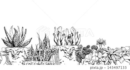 Sansevieria, blooming lithops living stones, mixed crassula echeveria succulents in glazed clay pots. Seamless banner sketch hand drawn in ink vector. Sustainable branding, green lifestyle layouts. 143497133