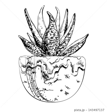 Snake plant sansevieria succulent, spotted aloe in rustic terracotta pottery cachepot. Hand drawn isolated vector line ink. Artisan candle wraps, eco brand campaigns, and botanical themed packaging. Snake plant sansevieria succulent, spotted aloe in rustic terracotta pottery cachepot. Hand drawn isolated vector line ink. Artisan candle wraps, eco brand campaigns, and botanical themed packaging. 143497137