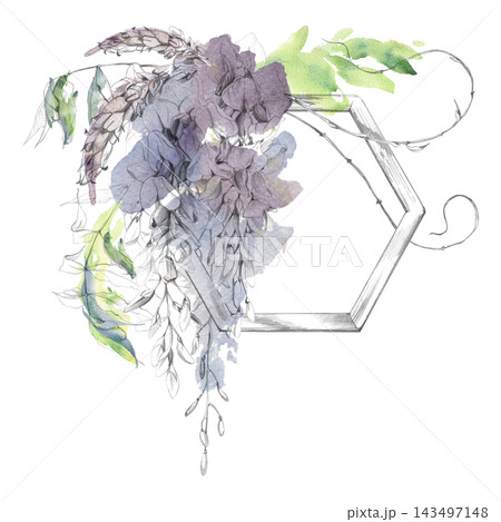 Wisteria flowers, sprouts and leaves on wooden hexagon trellis frame, botanical composition. Hand drawn illustration in pencil and watercolor. Logo design, artisan branding, packaging, invitations. 143497148