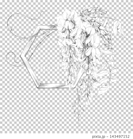 Blooming wisteria flowers, tendrils, feathered leaves climbing on wooden hexagon trellis frame. Hand drawn pencil illustration. Logo templates, wedding stationery, garden branding, product packaging. Blooming wisteria flowers, tendrils, feathered leaves climbing on wooden hexagon trellis frame. Hand drawn pencil illustration. Logo templates, wedding stationery, garden branding, product packaging. 143497152