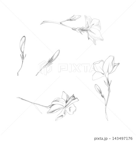 Jasmine, orange, gardenia blossoms with delicate petals, buds and thin stems. Hand drawn botanical illustration in graphite pencil. Floral stationery, perfume branding, greeting cards, textile design. 143497176