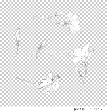 Jasmine, orange, gardenia blossoms with delicate petals, buds and thin stems. Hand drawn botanical illustration in graphite pencil. Floral stationery, perfume branding, greeting cards, textile design. 143497176