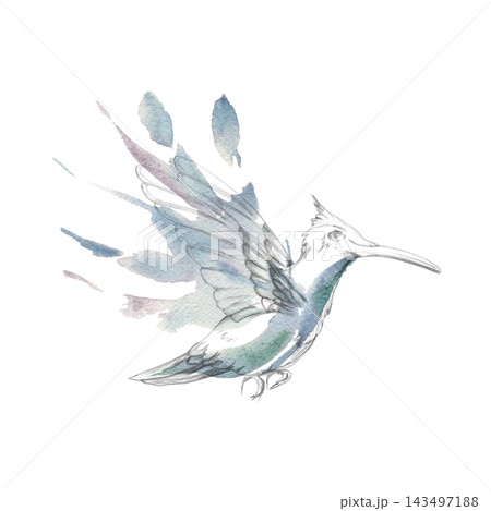 Elegant hummingbird in flight with dynamic wingbeat and delicate form, loose splashes for feathers. Pencil and watercolor illustration. Botanical collections, invitations, nature-themed branding. 143497188