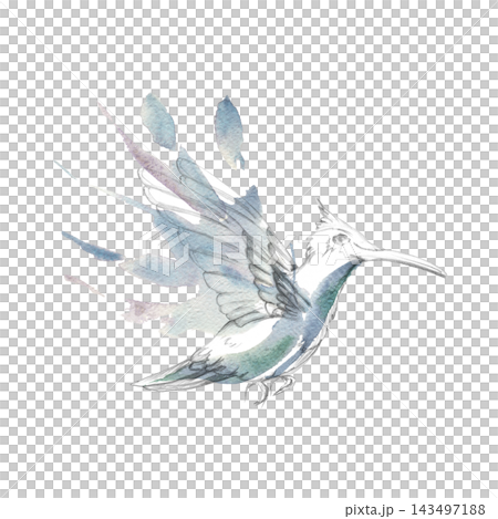 Elegant hummingbird in flight with dynamic wingbeat and delicate form, loose splashes for feathers. Pencil and watercolor illustration. Botanical collections, invitations, nature-themed branding. Elegant hummingbird in flight with dynamic wingbeat and delicate form, loose splashes for feathers. Pencil and watercolor illustration. Botanical collections, invitations, nature-themed branding. 143497188