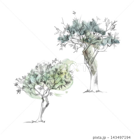 Mediterranean olive tree, sweet bay laurel, buckthorn, argan hand drawn in watercolor washes and pencil detail. Botanical artwork for organic products, recipe books, culinary marketing, stationery. Mediterranean olive tree, sweet bay laurel, buckthorn, argan hand drawn in watercolor washes and pencil detail. Botanical artwork for organic products, recipe books, culinary marketing, stationery. 143497194