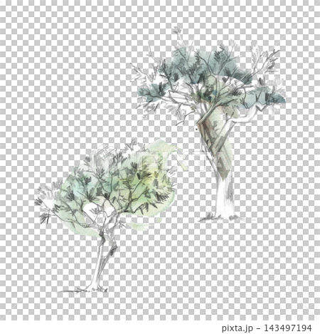 Mediterranean olive tree, sweet bay laurel, buckthorn, argan hand drawn in watercolor washes and pencil detail. Botanical artwork for organic products, recipe books, culinary marketing, stationery. Mediterranean olive tree, sweet bay laurel, buckthorn, argan hand drawn in watercolor washes and pencil detail. Botanical artwork for organic products, recipe books, culinary marketing, stationery. 143497194