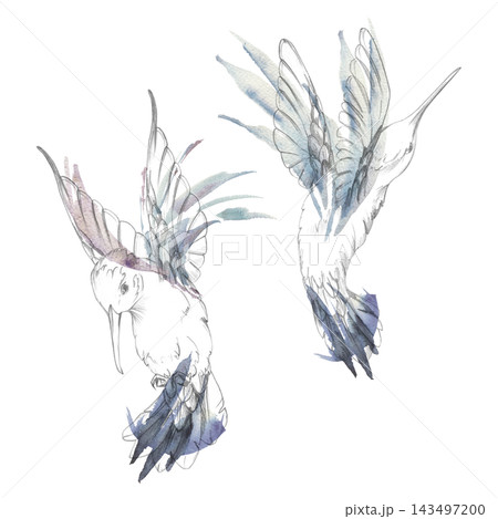 Hovering hummingbird with vibrant iridescent plumage and extended wings, graceful wildlife study. Hand drawn illustration in pencil and watercolor. Nature books, garden branding, educational posters Hovering hummingbird with vibrant iridescent plumage and extended wings, graceful wildlife study. Hand drawn illustration in pencil and watercolor. Nature books, garden branding, educational posters 143497200