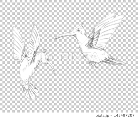 Flying hummingbird, exotic colibri bird with dynamic wing movement, elegant silhouette. Graphite pencil hand drawn artwork. Nature magazines, conservation materials, decorative prints, greeting cards. 143497207