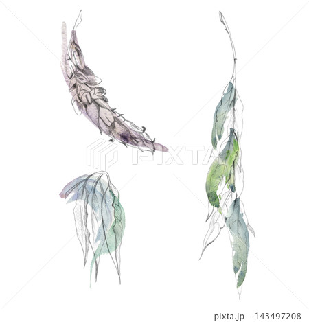 Blooming wisteria opening bud, spring garden drooping willow, ash tree, locust or laburnum leaves stem. Hand drawn in pencil and watercolor. Floral packaging, educational guides, stationery, posters. 143497208