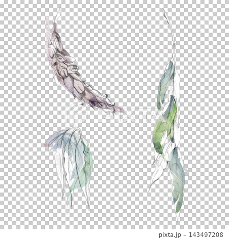 Blooming wisteria opening bud, spring garden drooping willow, ash tree, locust or laburnum leaves stem. Hand drawn in pencil and watercolor. Floral packaging, educational guides, stationery, posters. 143497208