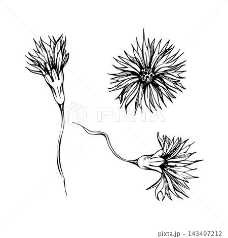 Daisy flowers with thin spiky petals on stems. Dandelion coltsfoot aster zinnia gerbera chamomile echinacea. Isolated illustration hand drawn in vector ink. Contemporary floral styling, florist shop Daisy flowers with thin spiky petals on stems. Dandelion coltsfoot aster zinnia gerbera chamomile echinacea. Isolated illustration hand drawn in vector ink. Contemporary floral styling, florist shop 143497212