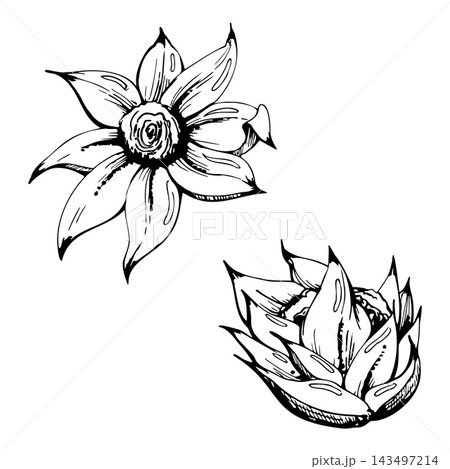 Araucaria branch segment, pewen kalanchoe echeveria succulent spiky rosette, tropical plants. Illustration hand drawn in vector ink. Botanical education, evergreen branding, winter decor visuals. Araucaria branch segment, pewen kalanchoe echeveria succulent spiky rosette, tropical plants. Illustration hand drawn in vector ink. Botanical education, evergreen branding, winter decor visuals. 143497214