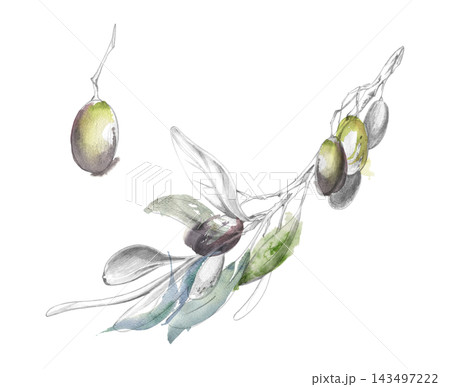 Olive branch with ripe fruit and soft blue green foliage. Hand drawn pencil and watercolor washes illustration. Botanical publications, gourmet advertising, Mediterranean farm branding, kitchen decor 143497222
