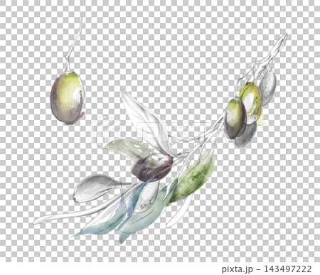 Olive branch with ripe fruit and soft blue green foliage. Hand drawn pencil and watercolor washes illustration. Botanical publications, gourmet advertising, Mediterranean farm branding, kitchen decor Olive branch with ripe fruit and soft blue green foliage. Hand drawn pencil and watercolor washes illustration. Botanical publications, gourmet advertising, Mediterranean farm branding, kitchen decor 143497222