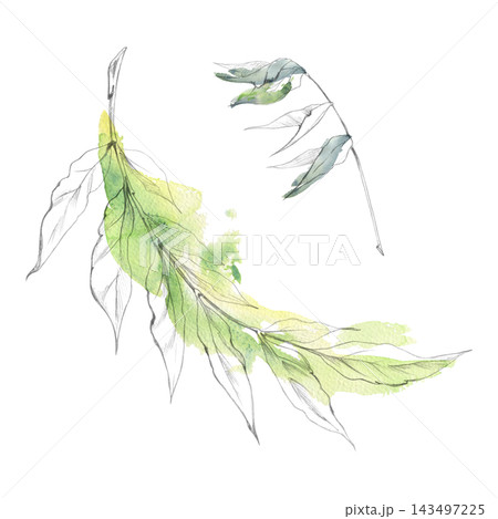 Wisteria sumac, varnish tree, laurel, snowbell spindle, privet leaf botanical study hand drawn in graphite pencil, loose watercolor bleeds. Garden magazines, nursery materials, educational charts Wisteria sumac, varnish tree, laurel, snowbell spindle, privet leaf botanical study hand drawn in graphite pencil, loose watercolor bleeds. Garden magazines, nursery materials, educational charts 143497225
