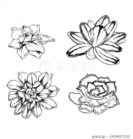 Aeonium, echeveria, kalanchoe rosette succulent. Spiky fleshy leaves, serrated edges. Isolated botanical illustration hand drawn in vector ink. Modern wedding florist, interior styling, hobby visuals. Aeonium, echeveria, kalanchoe rosette succulent. Spiky fleshy leaves, serrated edges. Isolated botanical illustration hand drawn in vector ink. Modern wedding florist, interior styling, hobby visuals. 143497320