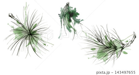 Pine, fir tree, spruce conifer branch soft needle foliage, nature botanical illustration hand drawn in pencil outline and watercolor wash, splashes. Holiday labels, stationery sets, scrapbook pages 143497655