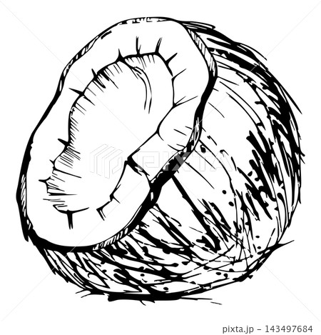 Half broken coconut with white pulp, hairy textured exotic palm nut shell. Isolated vector illustration hand drawn in ink. Dessert topping charts, tiki bar, spa drink menus, tropical cooking guides. Half broken coconut with white pulp, hairy textured exotic palm nut shell. Isolated vector illustration hand drawn in ink. Dessert topping charts, tiki bar, spa drink menus, tropical cooking guides. 143497684