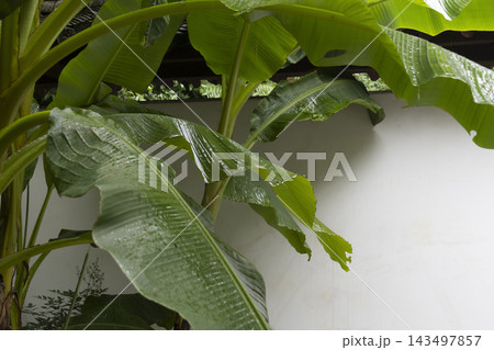 Lush green banana leaves with raindrops in front of a white wall in a traditional Chinese courtyard 143497857