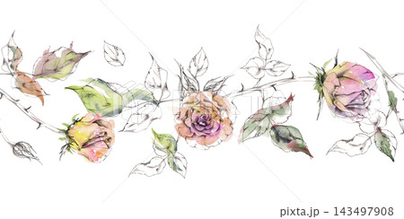Tea rose blossom botanical illustration hand drawn in pencil lines with expressive watercolor wash petals. Seamless floral border for romantic banners, wedding invitation headers, poetry book covers Tea rose blossom botanical illustration hand drawn in pencil lines with expressive watercolor wash petals. Seamless floral border for romantic banners, wedding invitation headers, poetry book covers 143497908