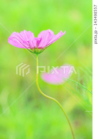 家の周りの草花 四季の色々 公園の花畑に美しい色とりどりのコスモスの花が秋風に揺れて咲いています 家の周りの草花 四季の色々 公園の花畑に美しい色とりどりのコスモスの花が秋風に揺れて咲いています 143498557