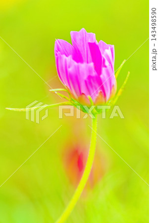家の周りの草花　四季の色々　公園の花畑に美しい色とりどりのコスモスの花が秋風に揺れて咲いています 143498590