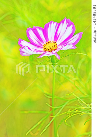 家の周りの草花 四季の色々 公園の花畑に美しい色とりどりのコスモスの花が秋風に揺れて咲いています 家の周りの草花 四季の色々 公園の花畑に美しい色とりどりのコスモスの花が秋風に揺れて咲いています 143498591