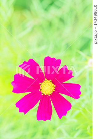 家の周りの草花　四季の色々　公園の花畑に美しい色とりどりのコスモスの花が秋風に揺れて咲いています 143498610