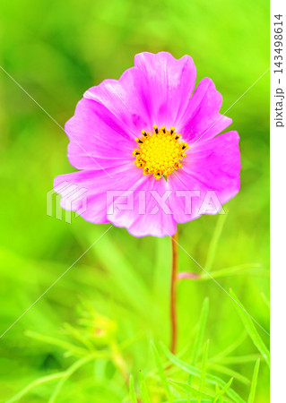 家の周りの草花 四季の色々 公園の花畑に美しい色とりどりのコスモスの花が秋風に揺れて咲いています 家の周りの草花 四季の色々 公園の花畑に美しい色とりどりのコスモスの花が秋風に揺れて咲いています 143498614