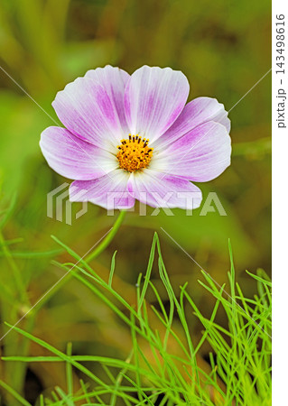 家の周りの草花 四季の色々 公園の花畑に美しい色とりどりのコスモスの花が秋風に揺れて咲いています 家の周りの草花 四季の色々 公園の花畑に美しい色とりどりのコスモスの花が秋風に揺れて咲いています 143498616