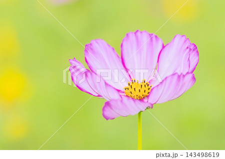 家の周りの草花　四季の色々　公園の花畑に美しい色とりどりのコスモスの花が秋風に揺れて咲いています 143498619