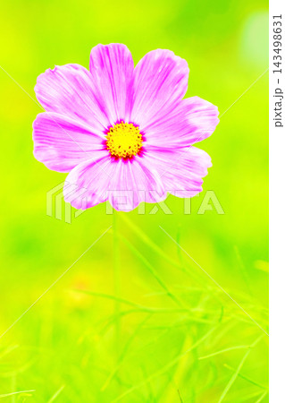 家の周りの草花　四季の色々　公園の花畑に美しい色とりどりのコスモスの花が秋風に揺れて咲いています 143498631