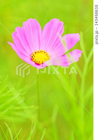 家の周りの草花　四季の色々　公園の花畑に美しい色とりどりのコスモスの花が秋風に揺れて咲いています 143498638