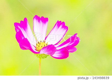 家の周りの草花　四季の色々　公園の花畑に美しい色とりどりのコスモスの花が秋風に揺れて咲いています 143498639