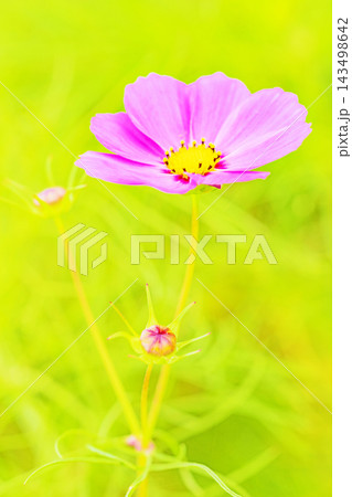 家の周りの草花 四季の色々 公園の花畑に美しい色とりどりのコスモスの花が秋風に揺れて咲いています 家の周りの草花 四季の色々 公園の花畑に美しい色とりどりのコスモスの花が秋風に揺れて咲いています 143498642