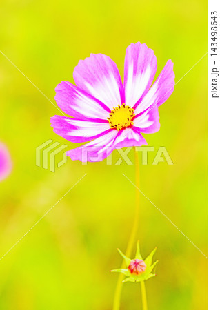 家の周りの草花　四季の色々　公園の花畑に美しい色とりどりのコスモスの花が秋風に揺れて咲いています 143498643