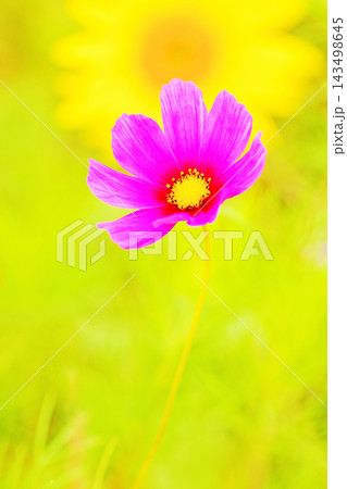 家の周りの草花 四季の色々 公園の花畑に美しい色とりどりのコスモスの花が秋風に揺れて咲いています 家の周りの草花 四季の色々 公園の花畑に美しい色とりどりのコスモスの花が秋風に揺れて咲いています 143498645