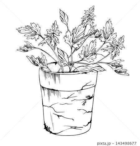 Terracotta cracked weathered pot of parsley, celery, cilantro aromatic Mediterranean kitchen herbs, fresh edible foliage and homegrown seasoning plants. Isolated hand drawn vector ink illustration. Terracotta cracked weathered pot of parsley, celery, cilantro aromatic Mediterranean kitchen herbs, fresh edible foliage and homegrown seasoning plants. Isolated hand drawn vector ink illustration. 143498677