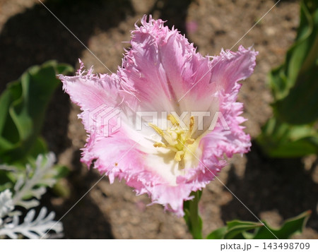 学校の花壇に咲くチューリップ 143498709