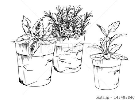 Rosemary, oregano and sage in terracotta pots, fragrant culinary herbs, flowering aromatic plants edible foliage. Isolated hand drawn vector ink clipart. Community garden materials, botanical atlases Rosemary, oregano and sage in terracotta pots, fragrant culinary herbs, flowering aromatic plants edible foliage. Isolated hand drawn vector ink clipart. Community garden materials, botanical atlases 143498846