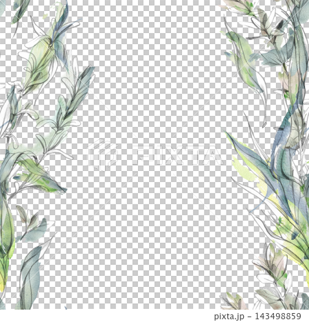 Tarragon, thyme Mediterranean herbs, savory and purslane medicinal plants, edible garden species with fragrant leaves. Isolated hand drawn pencil and watercolor seamless banner. Food, drinks packaging Tarragon, thyme Mediterranean herbs, savory and purslane medicinal plants, edible garden species with fragrant leaves. Isolated hand drawn pencil and watercolor seamless banner. Food, drinks packaging 143498859