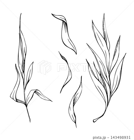 Tarragon, hyssop culinary and medicinal herbs, savory and sage long aromatic leaves, slender stems, natural botanical detail. Hand drawn vector ink isolated illustration. Herbarium inspired artwork Tarragon, hyssop culinary and medicinal herbs, savory and sage long aromatic leaves, slender stems, natural botanical detail. Hand drawn vector ink isolated illustration. Herbarium inspired artwork 143498931